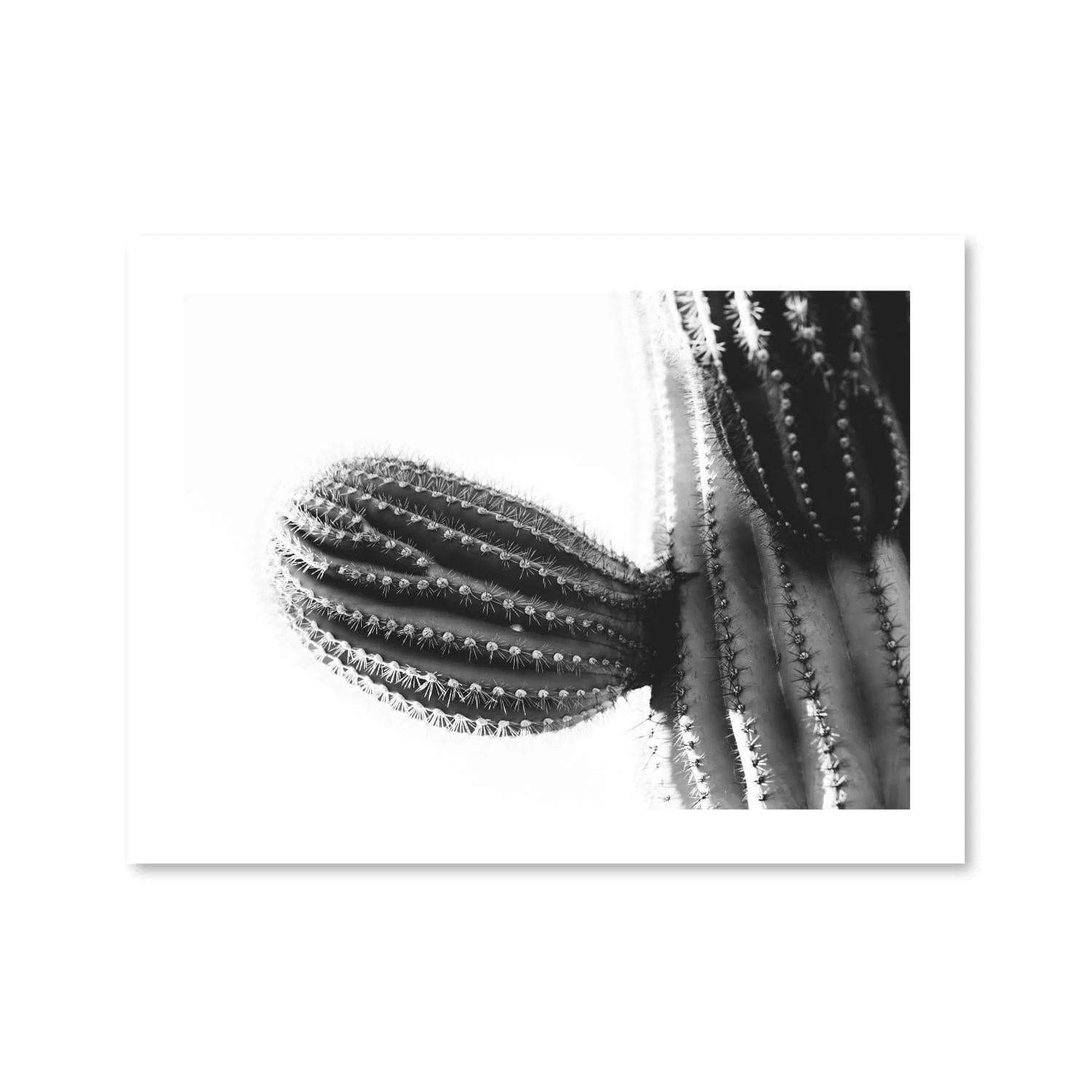 Cactus Plant Print - Image 3