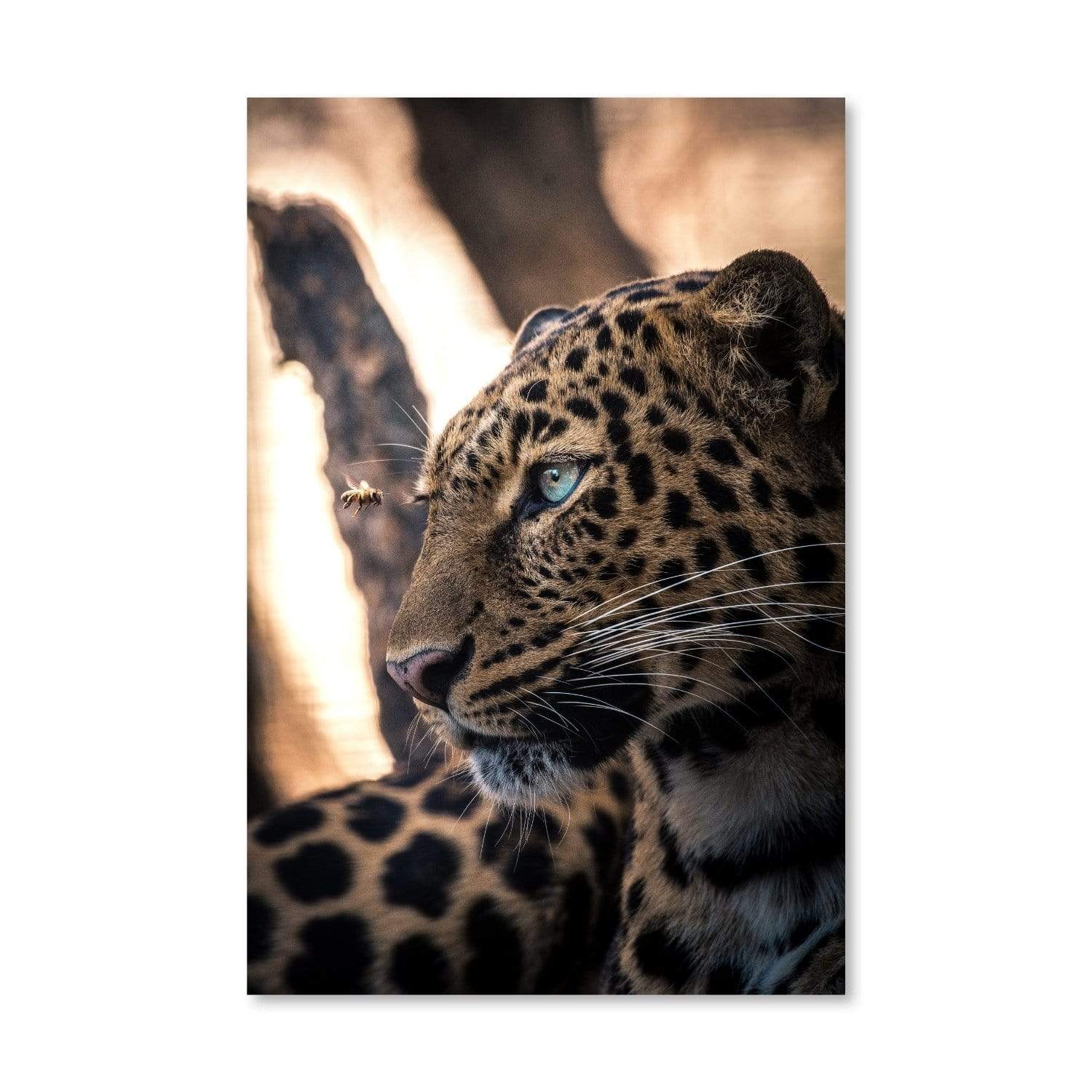 Leo Canvas - Image 3